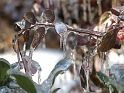 DFW-IcePocalypse-2013_Thaw (91)